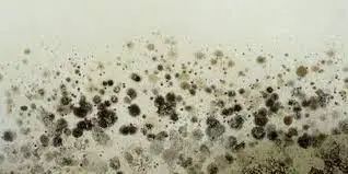 Stachybotrys | how to get rid of mold