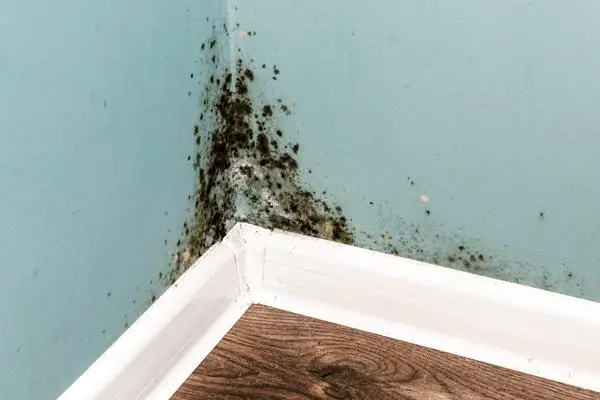 What is Mold | Does Ammonia Kill Mold